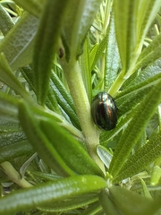 Chrysolina americana