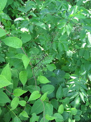 Sambucus williamsii