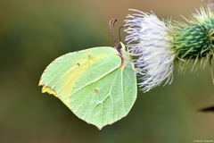 Gonepteryx nepalensis