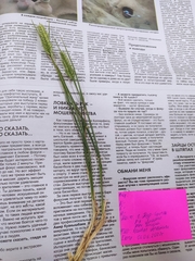 Agropyron desertorum