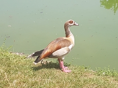 Alopochen aegyptiaca