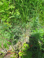 Saposhnikovia divaricata