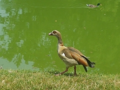 Alopochen aegyptiaca