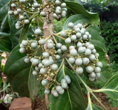 Psydrax parviflora