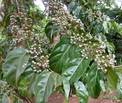 Psydrax parviflora