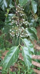 Psydrax parviflora