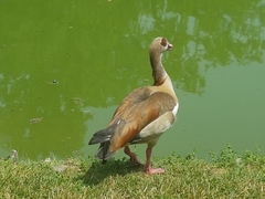 Alopochen aegyptiaca