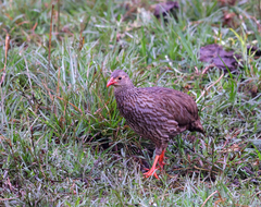 Pternistis squamatus
