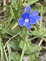 Veronica chamaedrys