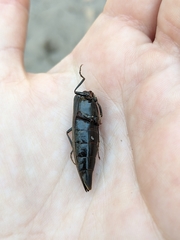 Orthostethus infuscatus