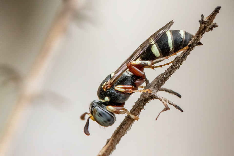 Ammatomus