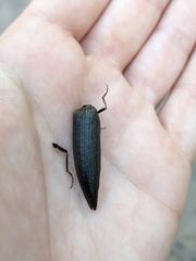 Orthostethus infuscatus