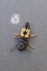 Harmonia axyridis