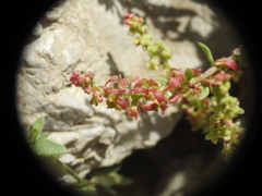 Rumex bucephalophorus aegaeus