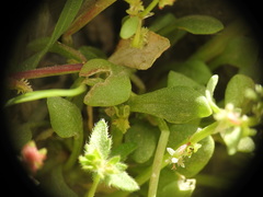 Rumex bucephalophorus aegaeus