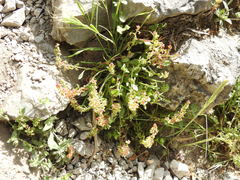 Rumex bucephalophorus aegaeus