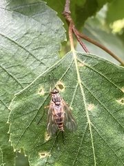 Rhagio annulatus