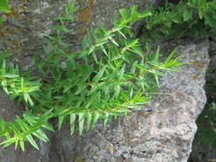 Scutellaria baicalensis