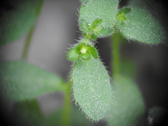 Campanula erinus