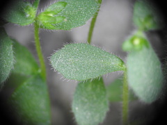 Campanula erinus
