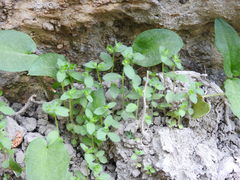 Campanula erinus