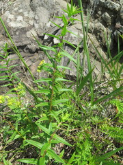 Scutellaria baicalensis