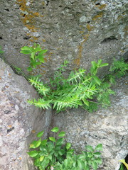 Scutellaria baicalensis