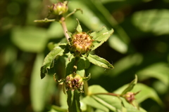 Pentanema salicinum