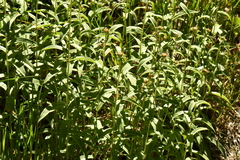 Pentanema salicinum