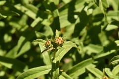Pentanema salicinum