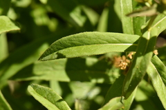 Pentanema salicinum