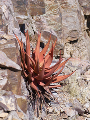 Aloe gariepensis image