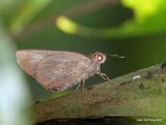 Erionota hiraca
