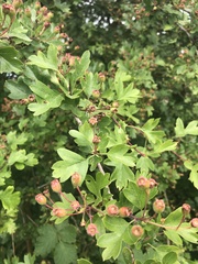 Crataegus monogyna