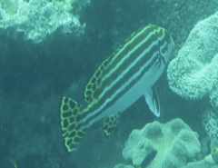 Plectorhinchus lessonii