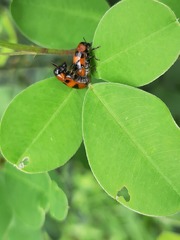 Coptocephala pallens