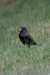Sturnus vulgaris