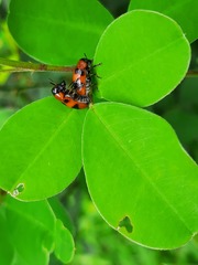 Coptocephala pallens