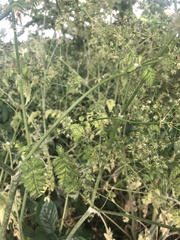 Anthriscus sylvestris