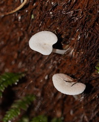 Entoloma albidosimulans