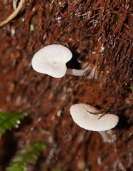 Entoloma albidosimulans