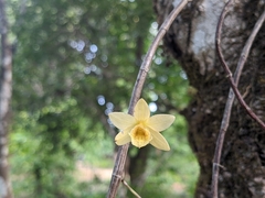 Dendrobium macrostachyum