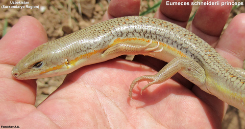 Schneider's Skink