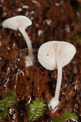 Entoloma albidosimulans