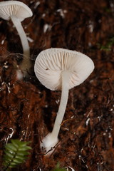 Entoloma albidosimulans