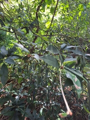 Englerophytum natalense