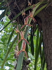 Cymbidium bicolor