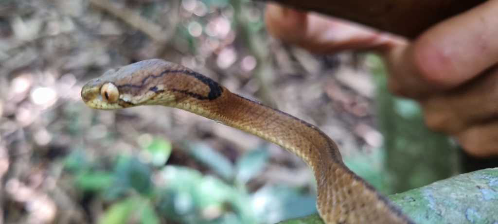 Di Linh Snail-Eating Snake