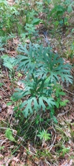 Anemonastrum crinitum