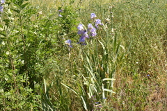 Iris pallida